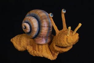 Schnecke